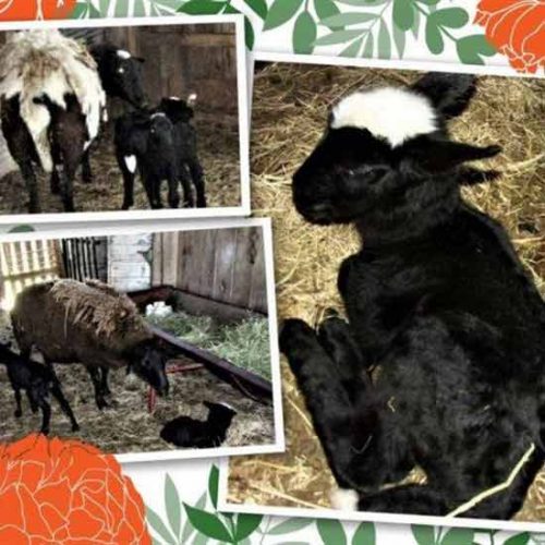 Meanwhile, Back on the Farm...